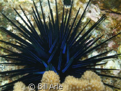 Urchin, Big Island, Hawaii..Olympus SP350 by Bill Arle 